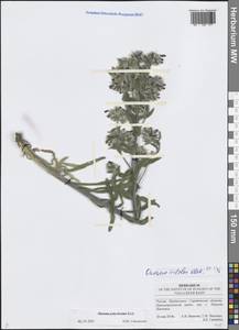 Оносма многоцветная Klokov, Восточная Европа, Нижневолжский район (E9) (Россия)