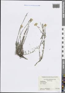 Erysimum subulatum J.Gay, Кавказ, Азербайджан (K6) (Азербайджан)