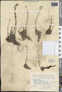 Камнеломка гребенчато-реснитчатая, Сибирь, Прибайкалье и Забайкалье (S4) (Россия)