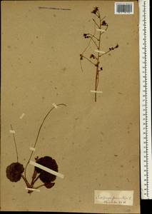 Saxifraga stolonifera Curtis, Зарубежная Азия (ASIA) (Япония)