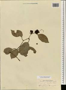 Smilax lunglingensis F.T.Wang & Tang, Зарубежная Азия (ASIA) (КНР)