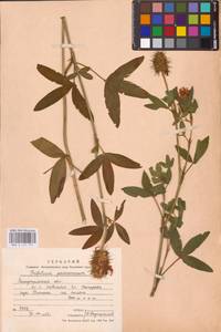 Клевер венгерский Jacq., Восточная Европа, Западно-Украинский район (E13) (Украина)