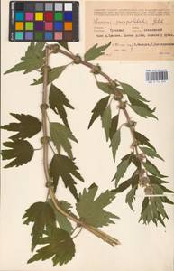 MHA 0 154 675, Пустырник пятилопастный Gilib., Восточная Европа, Центральный район (E4) (Россия)