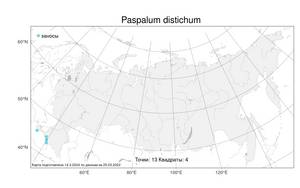 Paspalum distichum, Паспалум двурядный L., Атлас флоры России (FLORUS) (Россия)