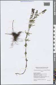 Вероника австрийская L., Восточная Европа, Центральный лесостепной район (E6) (Россия)