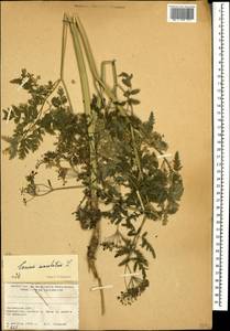 Болиголов крапчатый, Болиголов пятнистый L., Кавказ, Армения (K5) (Армения)