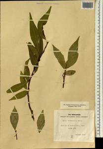Salix tetrasperma Roxb., Африка (AFR) (Египет)