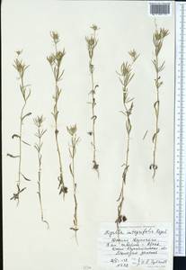 Komaroffia integrifolia (Regel) A. L. Pereira, Средняя Азия и Казахстан, Сырдарьинские пустыни и Кызылкумы (M7) (Казахстан)