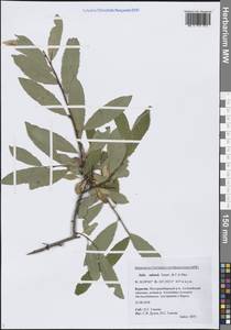 Ива удская (Wimm.) Trautv. & C.A.Mey., Сибирь, Прибайкалье и Забайкалье (S4) (Россия)