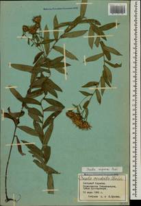 Pentanema asperum (Poir.) G. V. Boiko & Korniy., Кавказ, Азербайджан (K6) (Азербайджан)