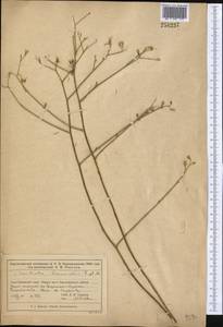 Хондрилла коротконосиковая Fisch. & C. A. Mey., Средняя Азия и Казахстан, Муюнкумы, Прибалхашье и Бетпак-Дала (M9) (Казахстан)