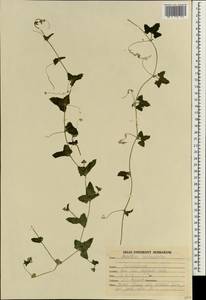 Cucumis maderaspatanus L., Зарубежная Азия (ASIA) (Индия)