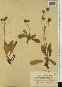 Hieracium tomentosum subsp. liottardii (Vill.) Zahn, Западная Европа (EUR) (Италия)
