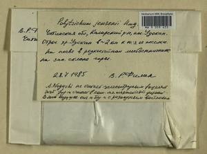 Polytrichum jensenii I. Hagen, Гербарий мохообразных, Мхи - Прибайкалье и Забайкалье (B18) (Россия)