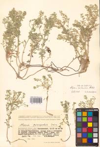 Odontarrhena tortuosa subsp. savranica (Andrz. ex Besser) Španiel, Al-Shehbaz & Marhold, Восточная Европа, Нижневолжский район (E9) (Россия)