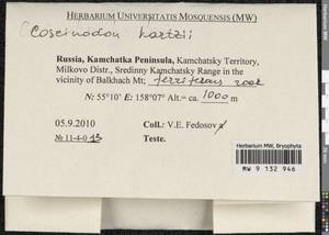 Coscinodon hartzii C.E.O. Jensen, Гербарий мохообразных, Мхи - Чукотка и Камчатка (B21) (Россия)