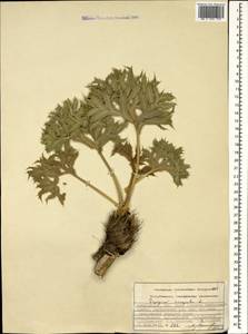 Синеголовник равнинный L., Кавказ, Азербайджан (K6) (Азербайджан)