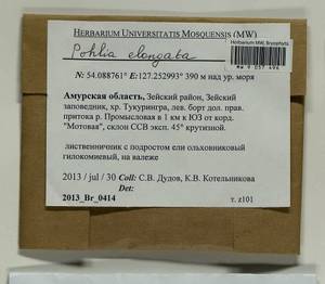 Pohlia elongata Hedw., Гербарий мохообразных, Мхи - Дальний Восток (без Чукотки и Камчатки) (B20) (Россия)