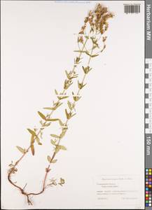 Зверобой изящный Steph. ex Willd., Восточная Европа, Средневолжский район (E8) (Россия)