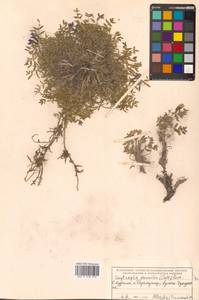 Oxytropis nigrescens var. nigrescens, Сибирь, Дальний Восток (S6) (Россия)