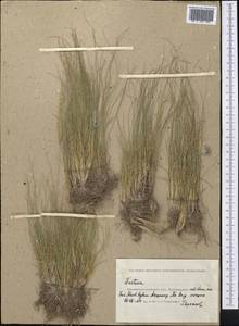 Овсяница, Средняя Азия и Казахстан, Прикаспийский Устюрт и Северное Приаралье (M8) (Казахстан)