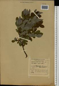 Salix myrsinifolia subsp. myrsinifolia, Восточная Европа, Северный район (E1) (Россия)