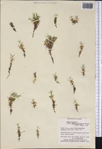 Silene acaulis subsp. acaulis, Америка (AMER) (США)