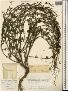 Scrophularia variegata subsp. cinerascens (Boiss.) Grau, Кавказ, Северная Осетия, Ингушетия и Чечня (K1c) (Россия)