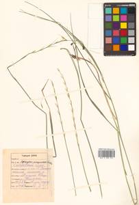 Pseudoroegneria reflexiaristata (Nevski) A.N.Lavrenko, Сибирь, Дальний Восток (S6) (Россия)