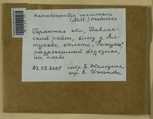 Hamatocaulis vernicosus (Mitt.) Hedenäs, Гербарий мохообразных, Мхи - Центральное Нечерноземье (B6) (Россия)