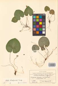 Viola epipsila subsp. repens (Turcz.) W.Becker, Сибирь, Дальний Восток (S6) (Россия)