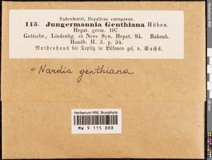 Solenostoma gracillimum (Sm.) R.M. Schust., Гербарий мохообразных, Мхи - Западная Европа (BEu) (Чехия)