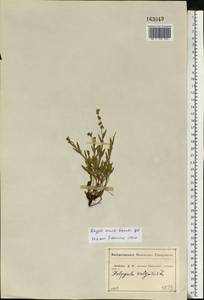 Истод хохлатый, Восточная Европа, Центральный лесостепной район (E6) (Россия)