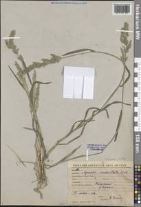 Многобородник зеленый (Gouan) Breistr., Средняя Азия и Казахстан, Сырдарьинские пустыни и Кызылкумы (M7) (Узбекистан)