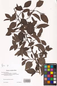 Груша, Восточная Европа, Центральный район (E4) (Россия)