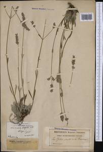 Lavandula latifolia Medik., Западная Европа (EUR) (Франция)