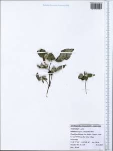 Strobilanthes brandisii T. Anderson, Зарубежная Азия (ASIA) (Лаос)