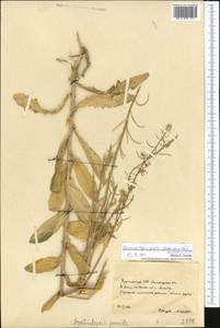 Sisymbrium pumilum Stephan, Средняя Азия и Казахстан, Каракумы (M6) (Туркмения)