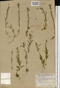 Истод хохлатый, Восточная Европа, Центральный лесостепной район (E6) (Россия)