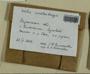 Pohlia wahlenbergii (F. Weber & D. Mohr) A.L. Andrews, Гербарий мохообразных, Мхи - Центральное Нечерноземье (B6) (Россия)