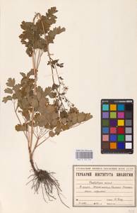 Bасилисник малый L., Восточная Европа, Восточный район (E10) (Россия)