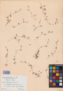 Лютик Гмелина DC., Восточная Европа, Восточный район (E10) (Россия)