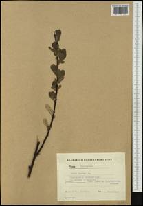Salix ×laurina Sm., Западная Европа (EUR) (Германия)