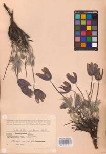 Прострел раскрытый, Сон-трава (L.) Mill., Восточная Европа, Восточный район (E10) (Россия)