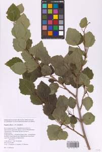 Populus × canescens (Aiton) Sm., Восточная Европа, Нижневолжский район (E9) (Россия)
