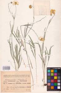 Лютик иллирийский L., Восточная Европа, Нижневолжский район (E9) (Россия)