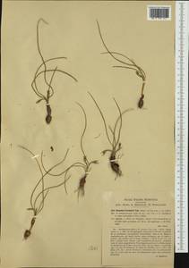 Romulea columnae Sebast. & Mauri, Западная Европа (EUR) (Италия)