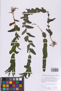 Рдест пронзеннолистный, Рдест стеблеобъемлющий L., Восточная Европа, Московская область и Москва (E4a) (Россия)