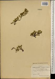 Чабрец, Монголия (MONG) (Монголия)