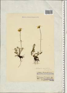 Archanthemis marschalliana subsp. pectinata (Boiss.) Lo Presti & Oberpr., Кавказ, Ставропольский край, Карачаево-Черкесия, Кабардино-Балкария (K1b) (Россия)
